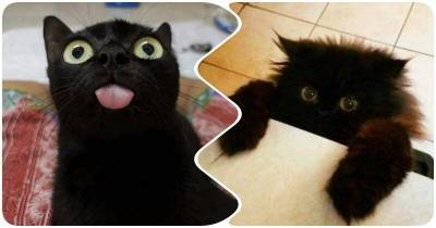 15 черных кошек, не уступающих в очаровании пантерам - mur.tv
