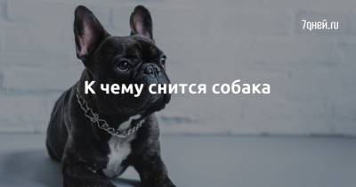 К чему снится собака - 7days.ru