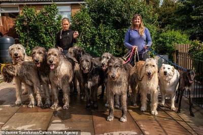 Клэр Мэтер: 13 собак легко, а финансы это не главное - mur.tv