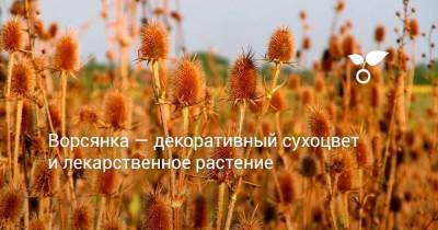 Ворсянка — декоративный сухоцвет и лекарственное растение - sadogorod.club - Россия