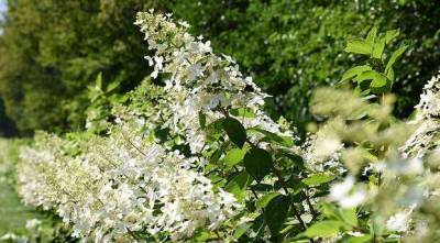 Сорта гортензии метельчатой самые красивые и устойчивые для посадки в саду - lublusebya.ru