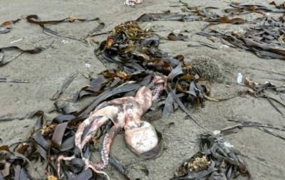 На побережье Камчатки и Курильских островов нашли сотни погибших морских животных (ФОТО+ВИДЕО) - hochu.ua - Россия - Сахалинская обл.