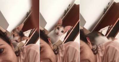 “Удали”: кошка вдруг заметила, что ее снимают, и рассмешила хозяйку - mur.tv