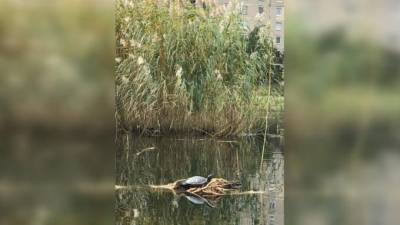 Петербуржцы заметили в Мартыновском пруду одинокую черепаху - mur.tv - Санкт-Петербург
