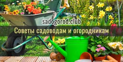 Рассадить и размножить: овощные многолетники осенью - sadogorod.club