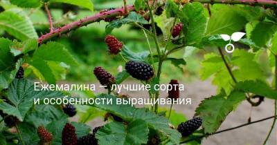 Ежемалина — лучшие сорта и особенности выращивания - sadogorod.club
