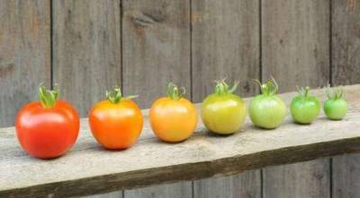 Как ускорить созревание зеленых томатов - lublusebya.ru