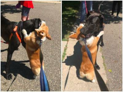 Корги обнимает всех собак, которых встречает на прогулке - mur.tv