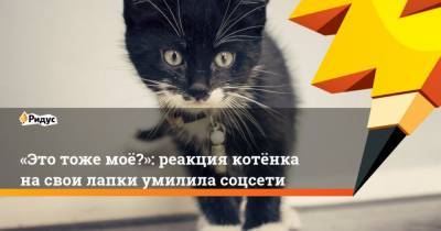Это тоже моё?: реакция котёнка насвои лапки умилила соцсети - mur.tv