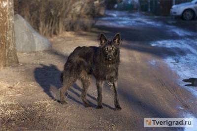 В России хотят обязать хозяев крупных собак проходить курсы кинологов - mur.tv - Россия