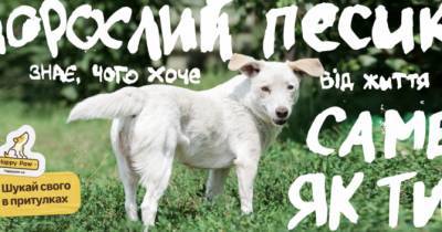 Ко Всемирному дню защиты животных Happy paw провел международный день доброты - womo.ua - Украина
