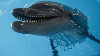 В Крыму появился первый в России реанимобиль для дельфинов - mur.tv - Россия - республика Крым - Симферополь