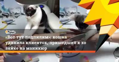 Вот тут подпилим: кошка удивила клиенток, пришедших кхозяйке наманикюр - mur.tv - Румыния