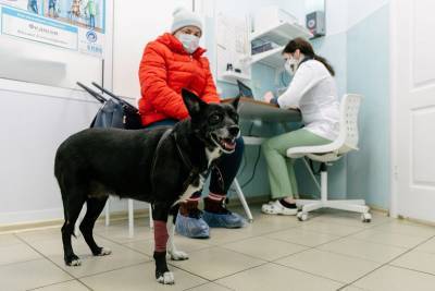 Александр Козлов - Депутат МГД Александр Козлов отметил необходимость тотальной вакцинации собак и кошек от бешенства - mur.tv - Москва