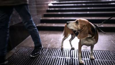 Юрист рассказала, законно ли посещать с собаками магазины - mur.tv - Россия