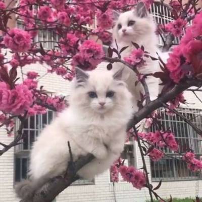 Кошки — любители деревьев - chert-poberi.ru