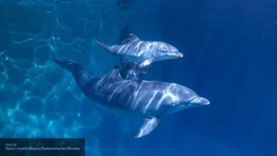 Первый реанимобиль для помощи дельфинам появился в Крыму - mur.tv - республика Крым