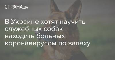 В Украине хотят научить служебных собак находить больных коронавирусом по запаху - mur.tv - Франция - Украина - Англия - Хельсинки