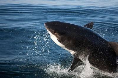 Агрессивная акула утащила подростка под воду и напугала его - mur.tv - Австралия - Перт - штат Западная