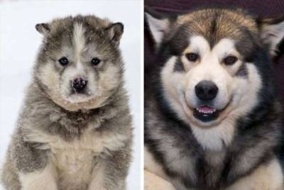 20 щенков, которые из милых пушистиков превращаются в настоящих шерстяных волчар - milayaya.ru