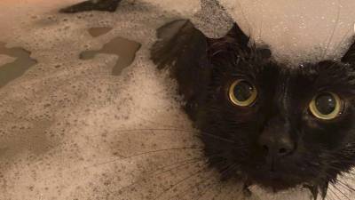 Кошечка Джинкс: мне ванну с пенкой, пожалуйста - mur.tv