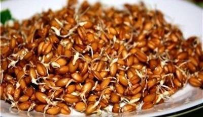 ​Проросшая пшеница профилактически лечит весь организм - polsov.com