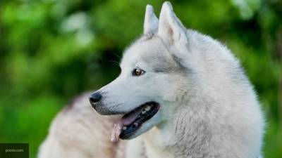 Ученые доказали неспособность собак распознавать лица хозяев - mur.tv