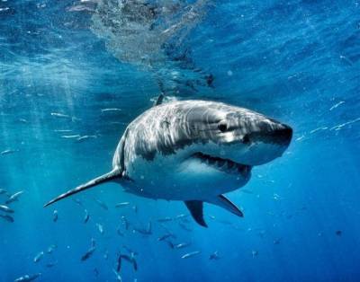 Крис Фишер - Королева океана: ученым удалось поймать пятиметровую белую акулу (ФОТО) - mur.tv - Canada - провинция Новая Шотландия