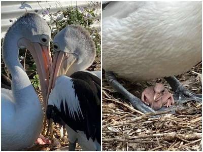 Пара пеликанов 6 лет пыталась завести птенцов, и они наконец обрели счастье - mur.tv - Австралия