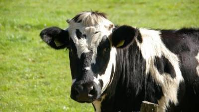 Коров предложили сделать светлее для адаптации к изменениям климата - mur.tv - Новая Зеландия