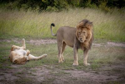 В одном из парков Африки носорог напал на львов во время спаривания: курьезное видео - mur.tv - Юар