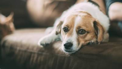 Названы недостатки использования собак для поиска заболевших COVID-19 - mur.tv - Сша - Англия - Филиппины - Финляндия
