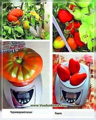 Сравнение выращивания одних и тех же томатов в теплице и открытом грунте – отзывы - sadogorod.club