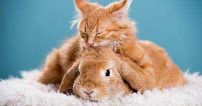 Можно ли подружить кошку и кролика? - mur.tv