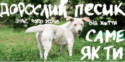 Они знают, что хотят от жизни. В Украине запустили кампанию, призывающую забирать из приютов взрослых котов и собак - mur.tv - Украина
