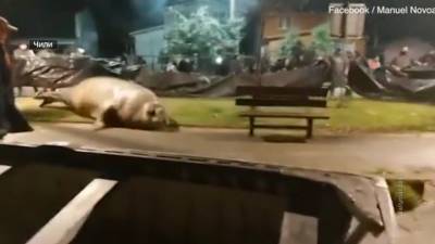 Появилось видео прогулки морского слона на улицам чилийского Пуэрто-Сиснеса - mur.tv - Россия