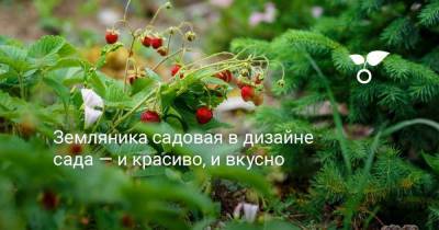 Земляника садовая в дизайне сада — и красиво, и вкусно - sadogorod.club - Александрия