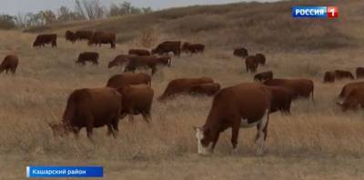 Увеличили поголовье до 160 коров: история семейного бизнеса в Кашарском районе - mur.tv