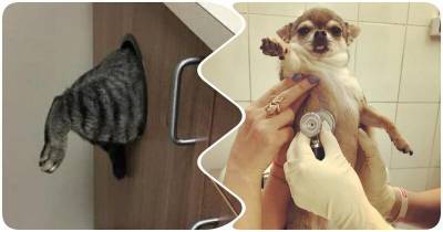 15 забавных кошек и собак, которые не любят посещать ветеринара - mur.tv