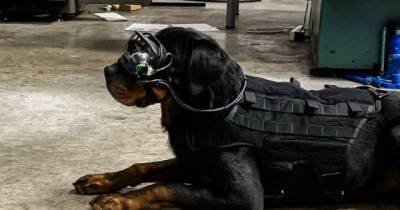 Военные собаки будут работать в AR-очках - mur.tv