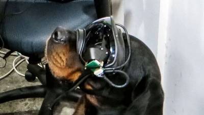 Вести.net: разработаны очки дополненной реальности для собак - mur.tv
