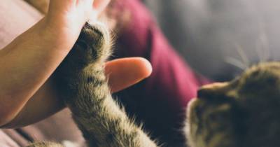 Ученые узнали, как можно общаться с кошкой - mur.tv