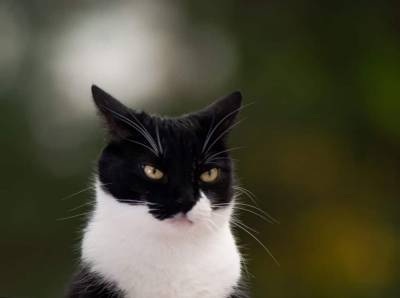 Умеют ли кошки мстить хозяевам за разлуку? - mur.tv