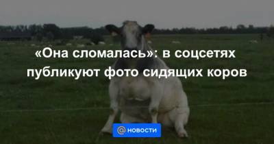 Она сломалась: в соцсетях публикуют фото сидящих коров - mur.tv