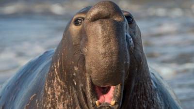 В Чили морской слон вышел из воды на городскую улицу - mur.tv - Чили
