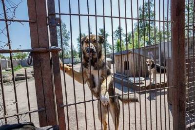 Как строится новый приют для животных, рассказали псковские зоозащитники - mur.tv - Псков