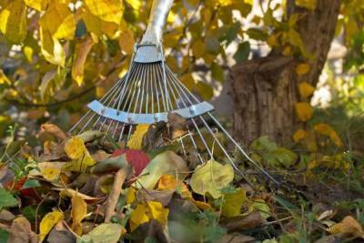 10 идей, что делать с опавшими осенью листьями - sadogorod.club