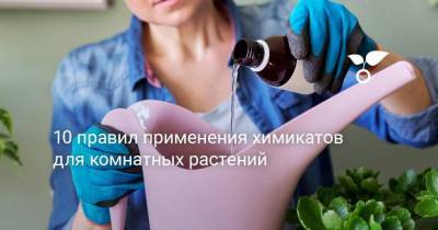 10 правил применения химикатов для комнатных растений - sadogorod.club