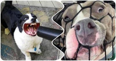 15 забавных фото собак, которые попали в нелепые ситуации - mur.tv