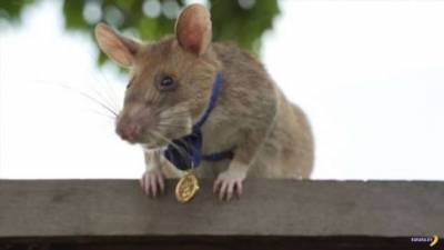За что крысе дали военную медаль? - chert-poberi.ru - Камбоджа